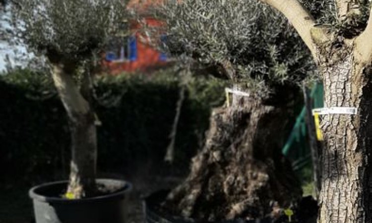 Magasin pour vente d'oliviers à Chauffailles - MONAT PAYSAGE à Chauffailles